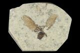 Fossil March Fly (Plecia) - Green River Formation #138481-1